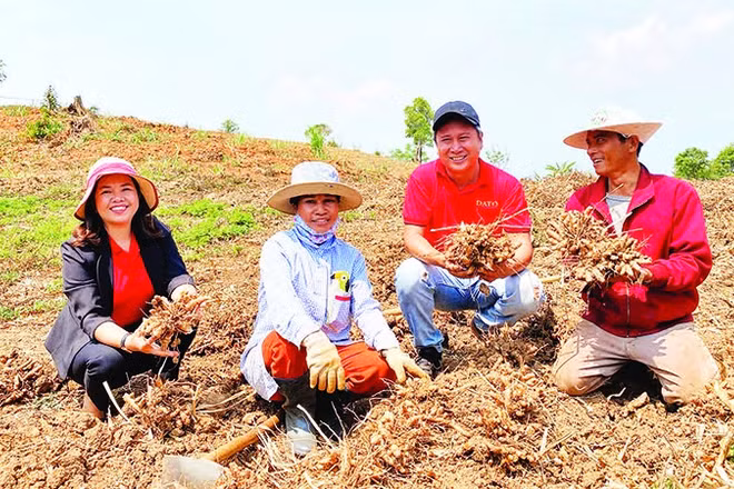 Chị Lương Thị Mỹ Huệ (ngoài cùng bên trái) thăm vùng nguyên liệu gừng sẻ xã Đăk Tô.