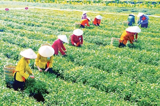 Thi hái chè ở Lễ hội chè xã Đường Hoa, Quảng Ninh.
