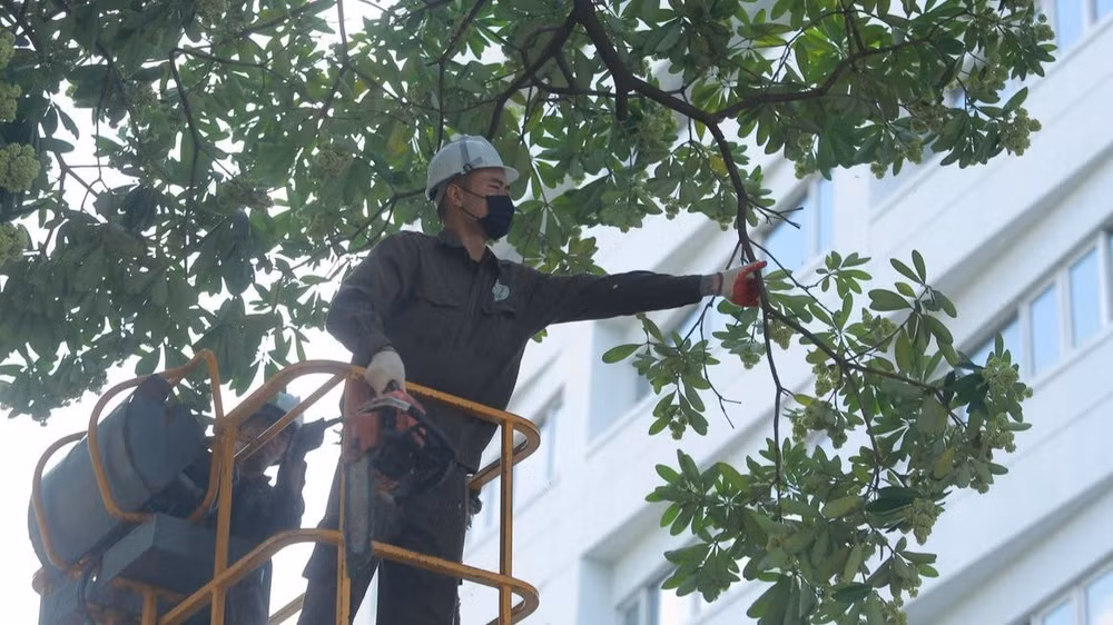 Lực lượng chức năng sử dụng xe nâng chuyên dụng để cắt tỉa hoa sữa. (Ảnh: Lê Khánh)