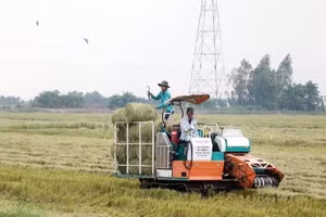 Rơm trên đồng được cuộn để tái sử dụng trong trồng nấm - mô hình kinh tế tuần hoàn giúp giảm phát thải khí nhà kính hiệu quả. (Ảnh: Thu Hiền - TTXVN)