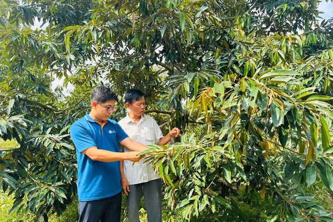 Vườn sầu riêng của ông Trần Văn Hè (áo trắng), ấp Mỹ Tường A, xã Hậu Mỹ, tỉnh Đồng Tháp.