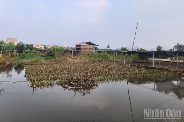 Nước rút, những ruộng hoa màu của nông dân Tây Tựu (Hà Nội) gần như không thể cứu vãn, chỉ có thể nhổ bỏ chờ cải tạo đất sản xuất vụ hoa màu mới.