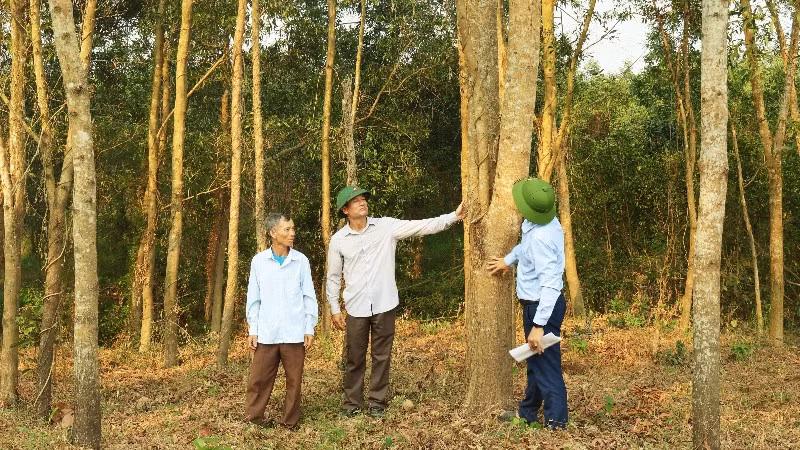 Lãnh đạo Đảng ủy xã Trường Phú kiểm tra mô hình trồng rừng gỗ lớn.