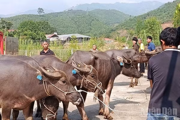 Các hộ dân tộc thiểu số xã Mỏ Vàng được nhận hỗ trợ gia súc. (Ảnh: THANH SƠN)