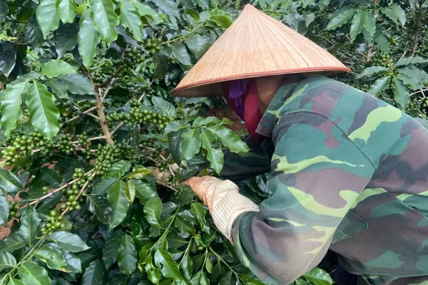 EUDR đặt ra yêu cầu mới về truy xuất nguồn gốc, dữ liệu vùng trồng và phương thức canh tác cà-phê gắn với bảo vệ tài nguyên. (Ảnh: Báo Nông nghiệp Việt Nam)