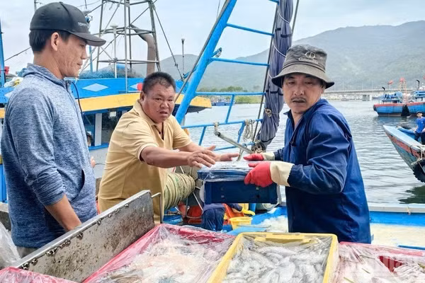 Triển khai eCDT tại các địa phương ven biển còn chưa đồng đều.