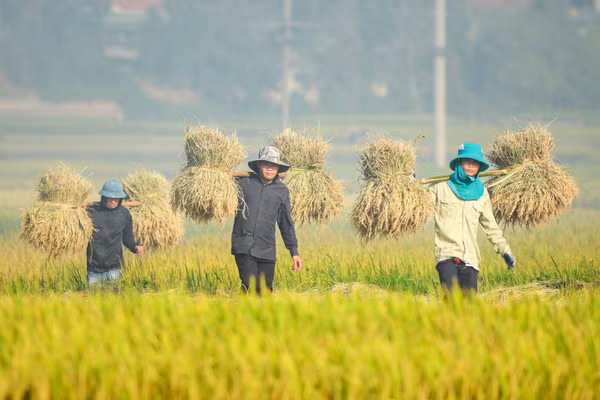 Nông dân Điện Biên thu hoạch lúa mùa. (Ảnh: nhandan.vn)