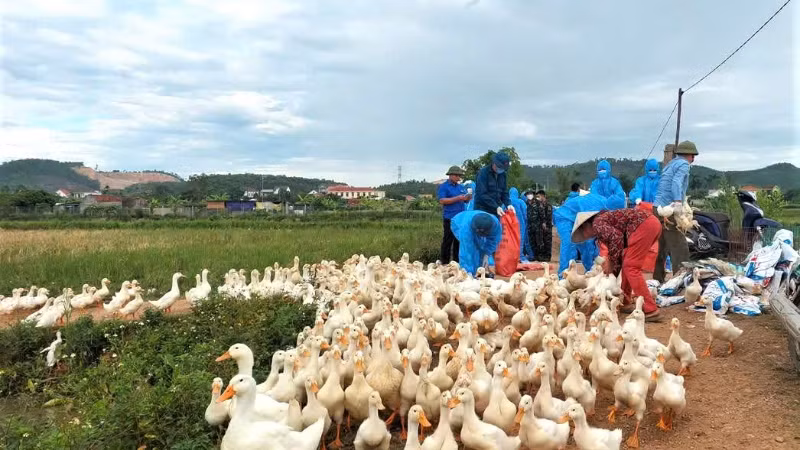 nghe-an-khan-truong-dap-dich-h5n1-tieu-huy-17000-con-gia-cam1-1784367893774489536856-717.png