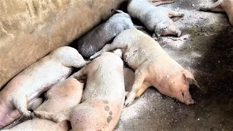Hiện nay, chính sách hỗ trợ đối với lợn bị nhiễm dịch tả lợn châu Phi theo Nghị định số 116/NĐ-CP là 40 nghìn đồng/kg. (Ảnh: CTV)