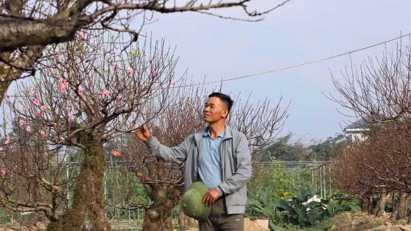 "So với bỏ ra 50-70 triệu đồng mua cây đào về chơi trong dịp Tết, khách thuê đào sẽ tiết kiệm hơn rất nhiều. Giá thuê mỗi gốc đào từ 10 triệu đồng đến 20 triệu đồng, cây cho thuê với giá cao nhất gần 30 triệu đồng", anh Hoàn cho biết.