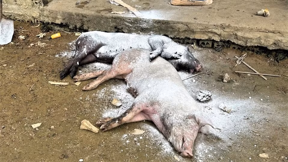 Dịch tả lợn châu Phi đang tái phát tại nhiều địa phương ở Nghệ An, gây thiệt hại cho người chăn nuôi. (Ảnh: CTV)
