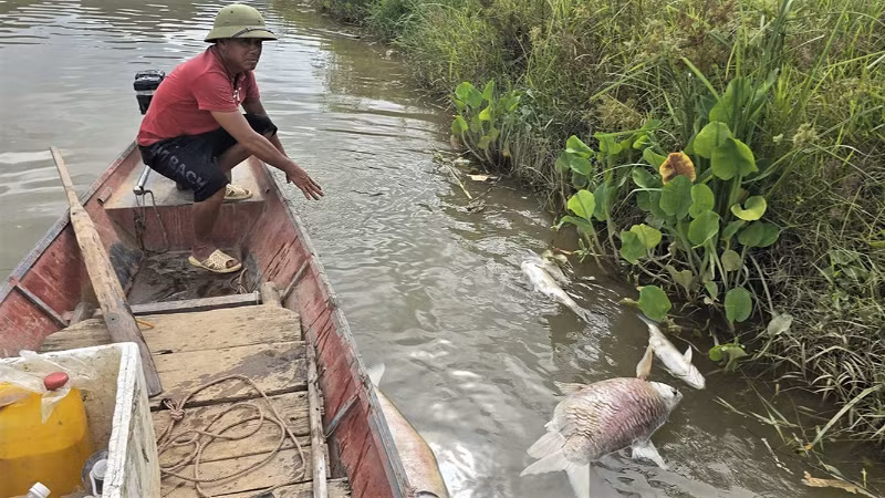 Người dân thu gom cá chết nổi trên mặt nước sông Lam. (Ảnh: NGUYỄN HÙNG)