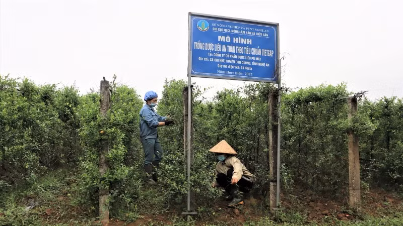 Phát triển trồng dược liệu tại vùng đệm Vườn quốc gia Pù Mát, Nghệ An.