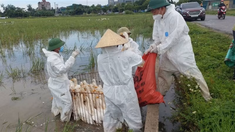Ổ dịch cúm gia cầm H5N1 đầu tiên ở xã Hùng Châu được phát hiện từ ngày 20/6. (Ảnh: HC)