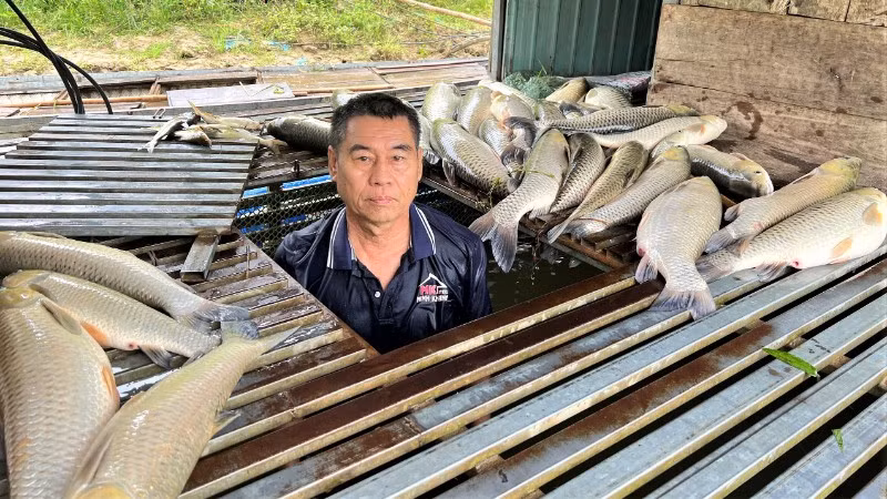 Bè cá khoảng 350 con, chủ yếu là cá trắm của gia đình ông Trần Văn Tưởng chuẩn bị đến kỳ thu hoạch bị chết bất thường.