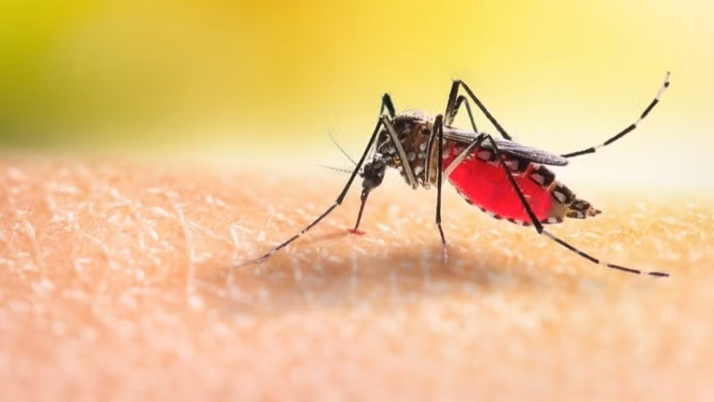 muoi-van-aedes-aegypti-2803.jpg