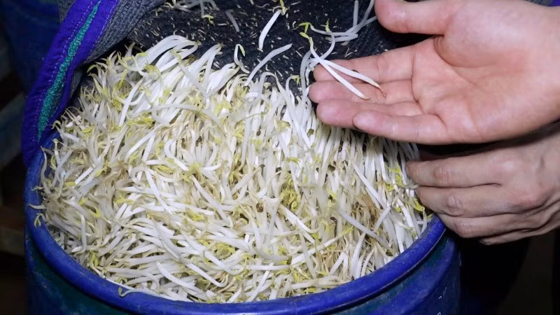 Các đối tượng ngâm “nước kẹo” để rút ngắn thời gian ủ giá và giá cũng mập hơn.