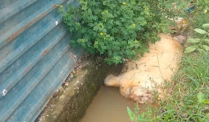 Xác lợn được vứt xuống kênh trên địa bàn xã Quảng Châu trong ngày 14/7.