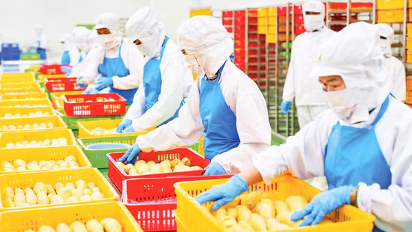 Sơ chế sầu riêng xuất khẩu tại Công ty cổ phần Tập đoàn xuất nhập khẩu trái cây Chánh Thu. (Ảnh MINH ANH)