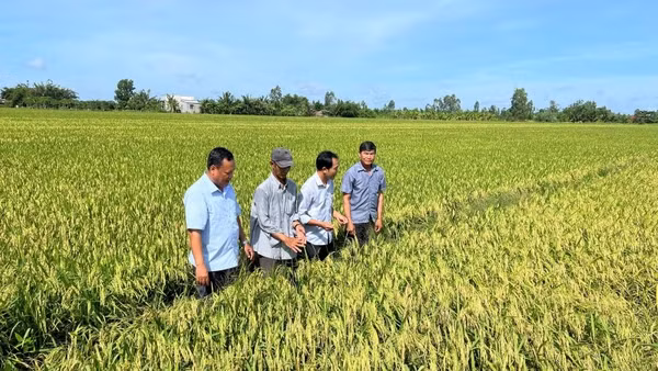 Cánh đồng lúa thông minh ở xã Tân Xuân, tỉnh Vĩnh Long