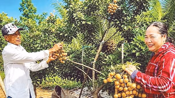 Nhãn Bạc Liêu từ lâu nổi tiếng trái to, ngọt lịm, thơm ngon (Ảnh CTV)