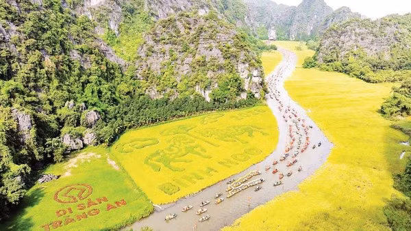 Cánh đồng lúa bên dòng sông Ngô Đồng tại Khu du lịch Tam Cốc-Bích Động (Ảnh SỞ DU LỊCH NINH BÌNH)