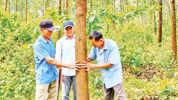 Người dân thôn An Tuyền, xã Hiếu Giang kiểm tra đường kính thân của cây rừng trồng theo mô hình gỗ lớn.