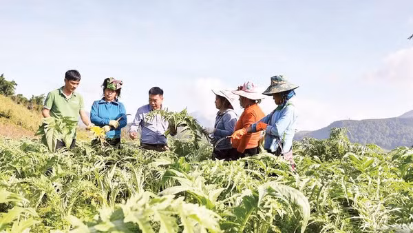 Hướng dẫn người dân trồng, chăm sóc cây dược liệu atiso tại Lào Cai.