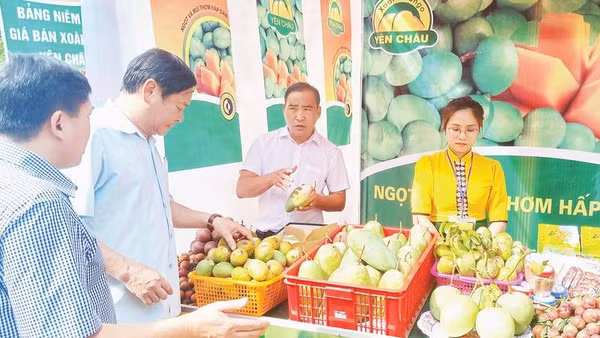 Sản phẩm xoài Yên Châu đã được Cục Sở hữu trí tuệ cấp Giấy chứng nhận đăng ký chỉ dẫn địa lý từ năm 2012.