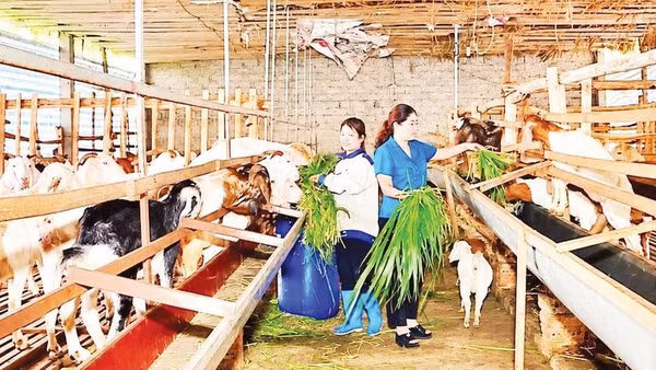 Đồng chí Dương Thị Phương Nhung, Phó Bí thư Thường trực Đảng ủy xã Trường Sinh (áo xanh) hướng dẫn người dân chăm sóc đàn dê.