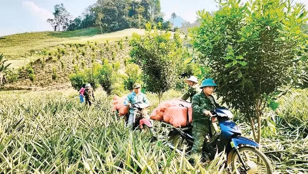 Vào mùa thu hoạch dứa, trên các cánh đồng ở xã Pú Nhung luôn tấp nập người, xe hối hả.