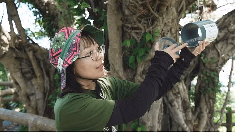 Chuyên gia Kusumoto Misaki thu thập thông tin từ bẫy ruồi. Ảnh: NHK