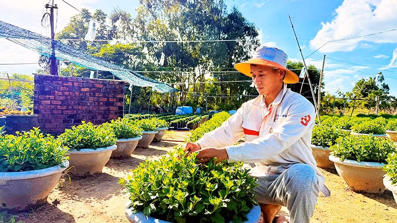 Anh Phạm Xuân Quy chăm sóc chậu cúc cảnh tại vườn nhà.