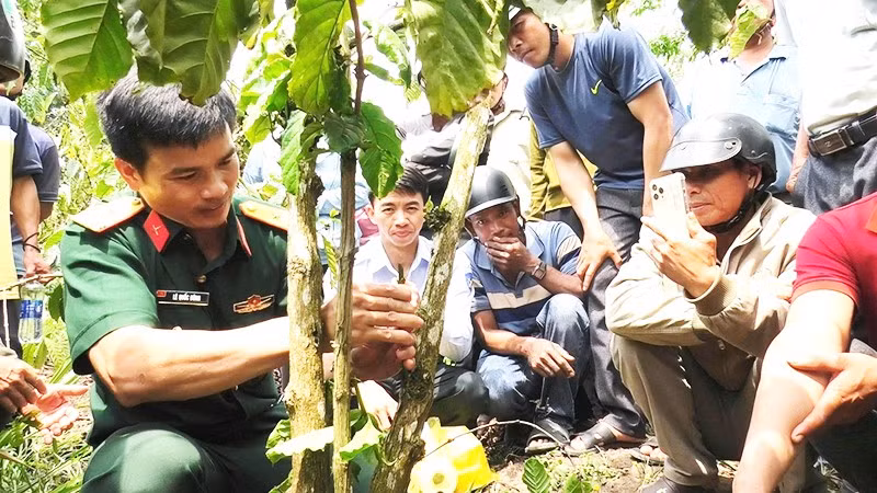 Thiếu tá Lê Quốc Dũng hướng dẫn người dân xã Cư Pui kỹ thuật chăm sóc cây cà-phê mang lại hiệu quả cao.