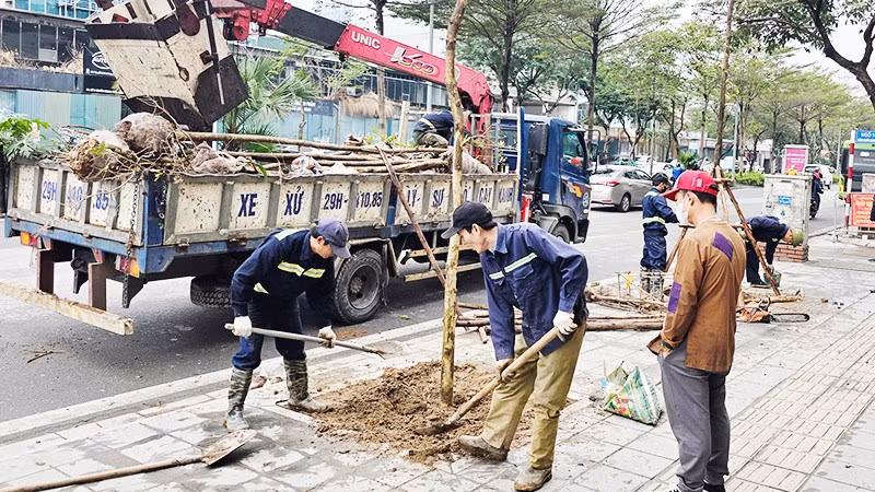 Trồng bổ sung cây trên các tuyến phố mới. Ảnh: NAM NGUYỄN 