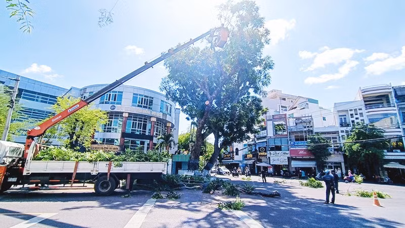Cắt tỉa cành cây trước mùa mưa bão góp phần làm giảm nguy cơ cây gãy, đổ.
