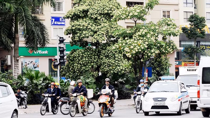 Cây hoa sữa trên một tuyến phố. Ảnh: NAM HẢI