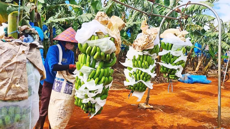 Gia Lai hướng tới mục tiêu trở thành trung tâm chế biến nông sản hiện đại.