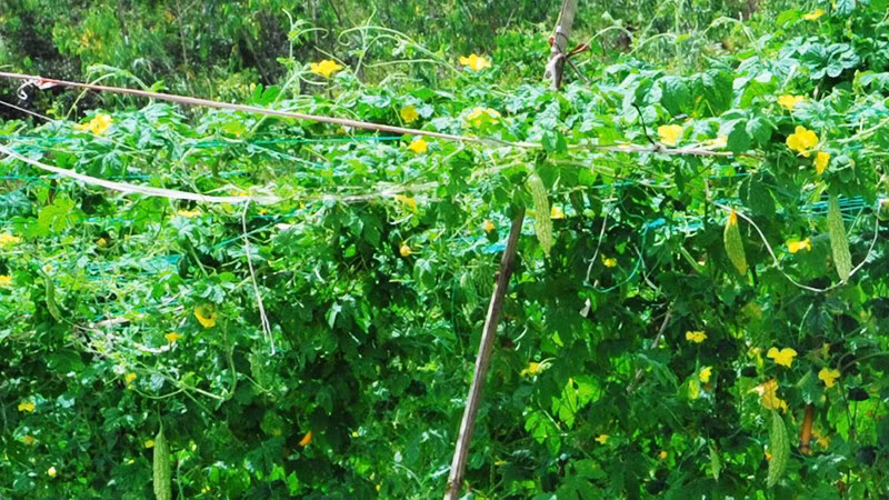 Giàn mướp. Ảnh: SONG ANH
