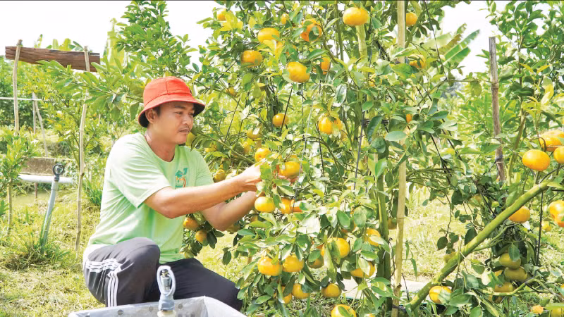 Nông dân Đồng Tháp chăm sóc cây quýt hồng