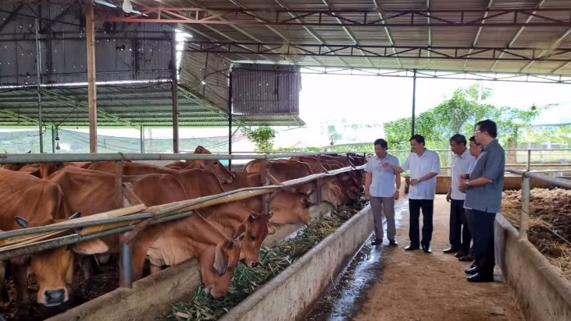 Hợp tác xã Toàn Phát (Sơn La) nuôi hàng trăm con bò nhưng vẫn không gây mùi hôi từ chất thải nhờ đệm lót sinh học. (Ảnh: TUỆ LINH)