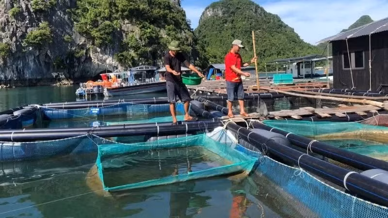 Người dân tỉnh Quảng Ninh nuôi trồng thủy sản trên biển. (Ảnh: NGUYÊN PHÚC)
