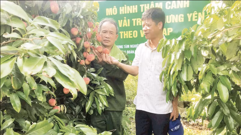 Vườn vải trứng thâm canh theo hướng VietGAP của gia đình ông Lê Ngọc Thương ở xã Đoàn Đào (Hưng Yên) mang lại hiệu quả kinh tế cao. (Ảnh: NGUYÊN PHÚC)