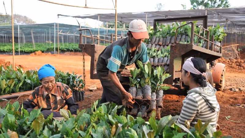Người dân phường Tân Lập, tỉnh Đắk Lắk, chọn giống để phát triển vùng trồng cà-phê. (Ảnh: NGUYỄN ĐĂNG)