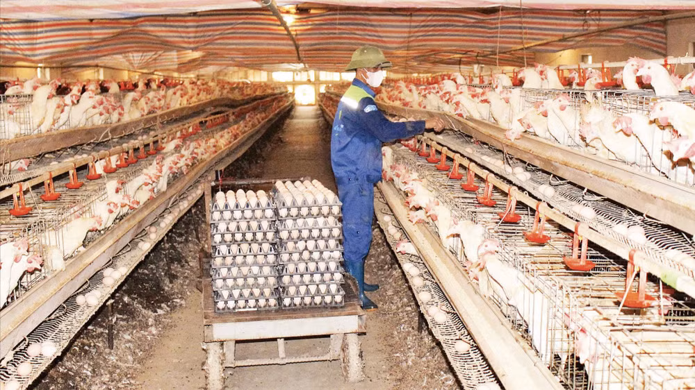 Nhiều hợp tác xã chăn nuôi ở thành phố Hải Phòng thực hiện liên kết sản xuất với Nhân dân giúp nâng cao hiệu quả kinh tế. (Ảnh: ÁNH NGUYỆT)