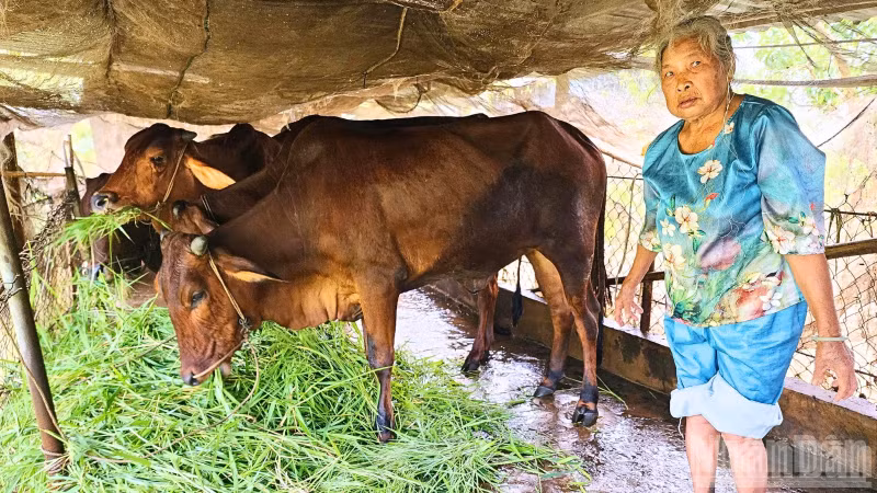 Bà Võ Thị Xuân thuộc diện hộ nghèo, được ngân hàng hỗ trợ vay vốn và địa phương hỗ trợ con giống. 