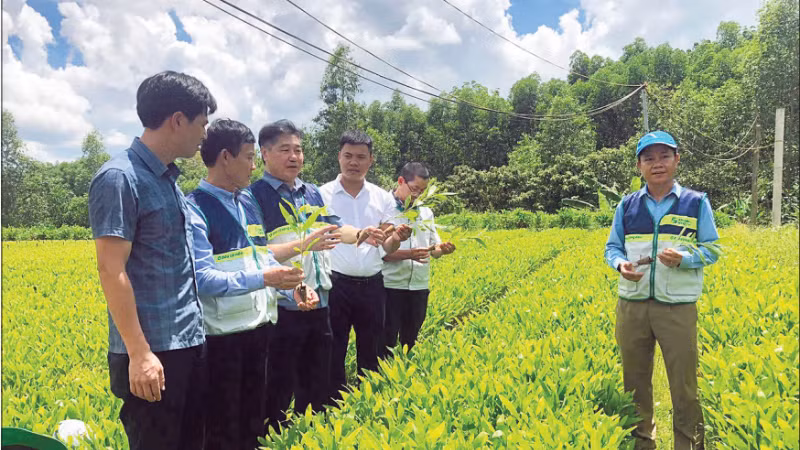 Vườn ươm sản xuất cây giống lâm nghiệp tại tỉnh Quảng Trị đáp ứng tiêu chuẩn phục vụ cấp chứng chỉ quản lý rừng bền vững.