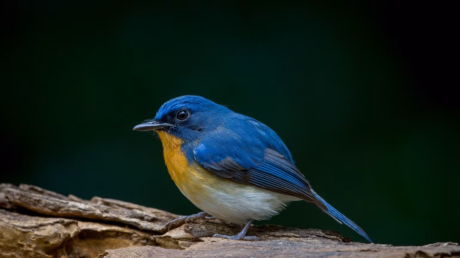 dop-ruoi-hong-vang-indochinese-flycatcher-2164.jpg