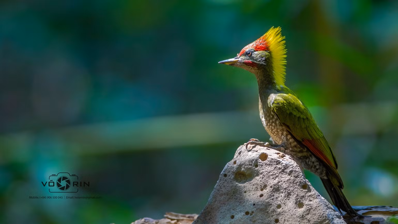 go-kien-xanh-canh-do-lesser-yellownape-2915.jpg