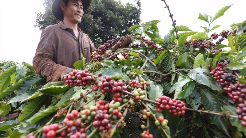 Thu hoạch cà-phê ở huyện Ia GRai, tỉnh Gia Lai. (Ảnh: TTXVN)